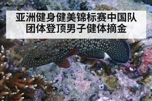 亚洲健身健美锦标赛中国队团体登顶男子健体摘金